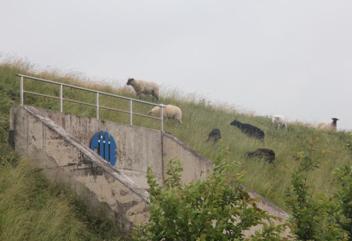 réservoir de la CILE de Warzée et ses moutons