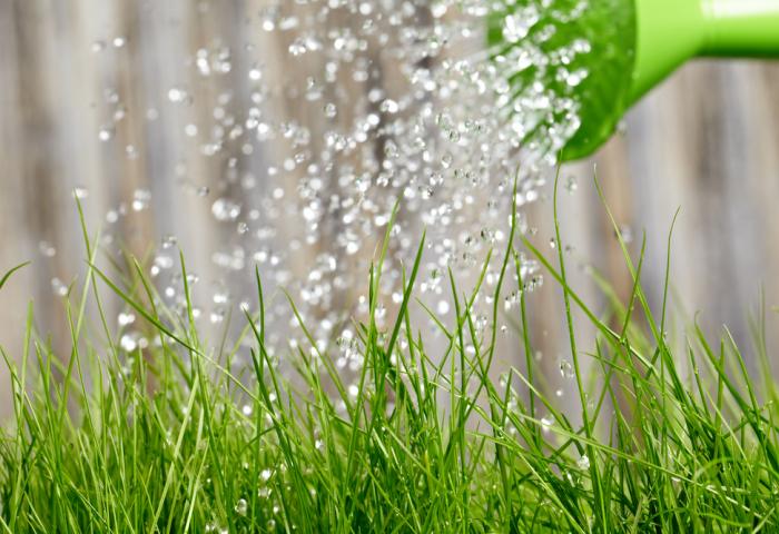 de l'herbe arrosée avec un arrosoir